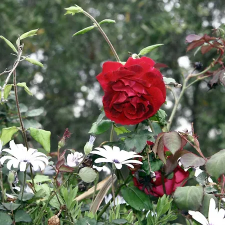 Helen アパート アリラス